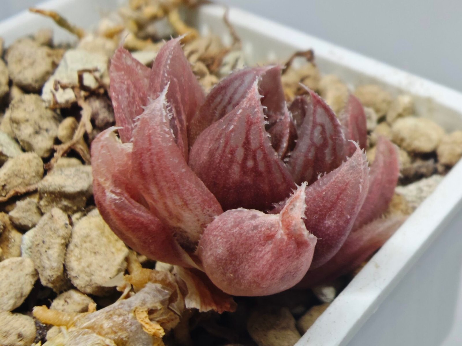Haworthia pygmaea x Haworthia cooperi Ex. Steven Hammer - 4
