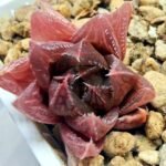 Haworthia pygmaea x Haworthia cooperi Ex. Steven Hammer - 5
