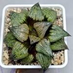 Haworthia ‘Astral’ complex splendens ‘Toffee’ hybrid Gerhard Marx - 2