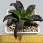 Haworthia ‘Nahuel’ (‘Dracula’ [德古拉 (ドラキュラ)] hybrid) - 1