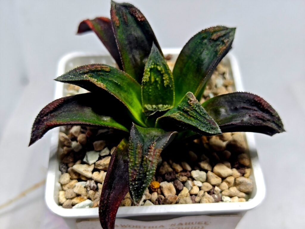Haworthia ‘Nahuel’ (‘Dracula’ [德古拉 (ドラキュラ)] hybrid) - 2