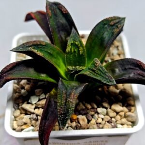 Haworthia ‘Nahuel’ (‘Dracula’ [德古拉 (ドラキュラ)] hybrid) - 2