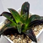 Haworthia ‘Nahuel’ (‘Dracula’ [德古拉 (ドラキュラ)] hybrid) - 3