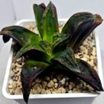 Haworthia ‘Nahuel’ (‘Dracula’ [德古拉 (ドラキュラ)] hybrid) - 4