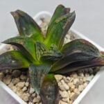 Haworthia ‘Nahuel’ (‘Dracula’ [德古拉 (ドラキュラ)] hybrid) - 5