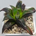 Haworthia ‘Nahuel’ (‘Dracula’ [德古拉 (ドラキュラ)] hybrid) - 6