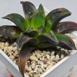 Haworthia ‘Nahuel’ (‘Dracula’ [德古拉 (ドラキュラ)] hybrid) - 7