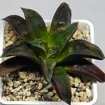 Haworthia ‘Nahuel’ (‘Dracula’ [德古拉 (ドラキュラ)] hybrid) - 8