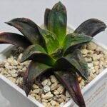 Haworthia ‘Nahuel’ (‘Dracula’ [德古拉 (ドラキュラ)] hybrid) - 9