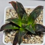 Haworthia ‘Nahuel’ (‘Dracula’ [德古拉 (ドラキュラ)] hybrid) - 10