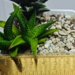 Haworthia cv. ‘Nagori Yuki’ (Pumila x Koelmaniorum) - 1