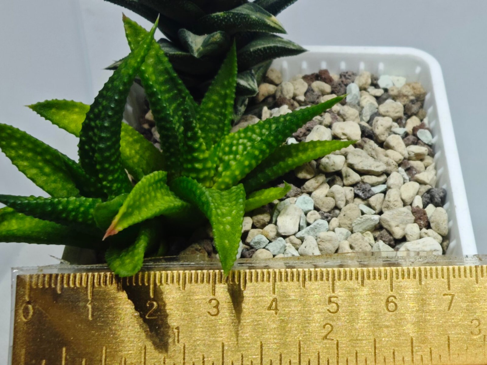 Haworthia cv. ‘Nagori Yuki’ (Pumila x Koelmaniorum) - 1