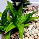 Haworthia cv. ‘Nagori Yuki’ (Pumila x Koelmaniorum) - 2
