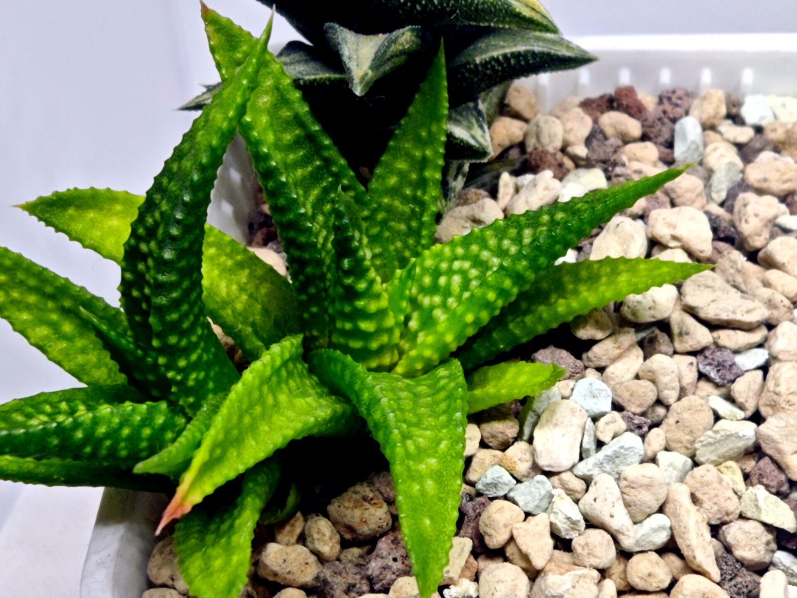 Haworthia cv. ‘Nagori Yuki’ (Pumila x Koelmaniorum) - 2