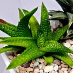 Haworthia cv. ‘Nagori Yuki’ (Pumila x Koelmaniorum) - 3