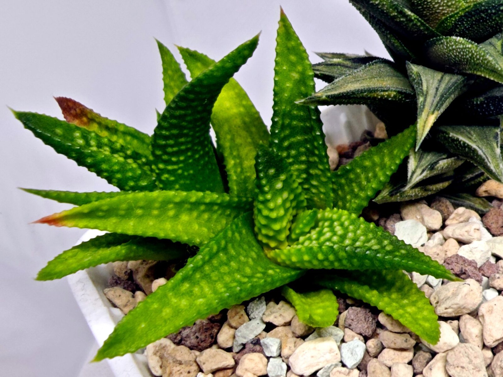 Haworthia cv. ‘Nagori Yuki’ (Pumila x Koelmaniorum) - 3