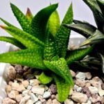 Haworthia cv. ‘Nagori Yuki’ (Pumila x Koelmaniorum) - 4