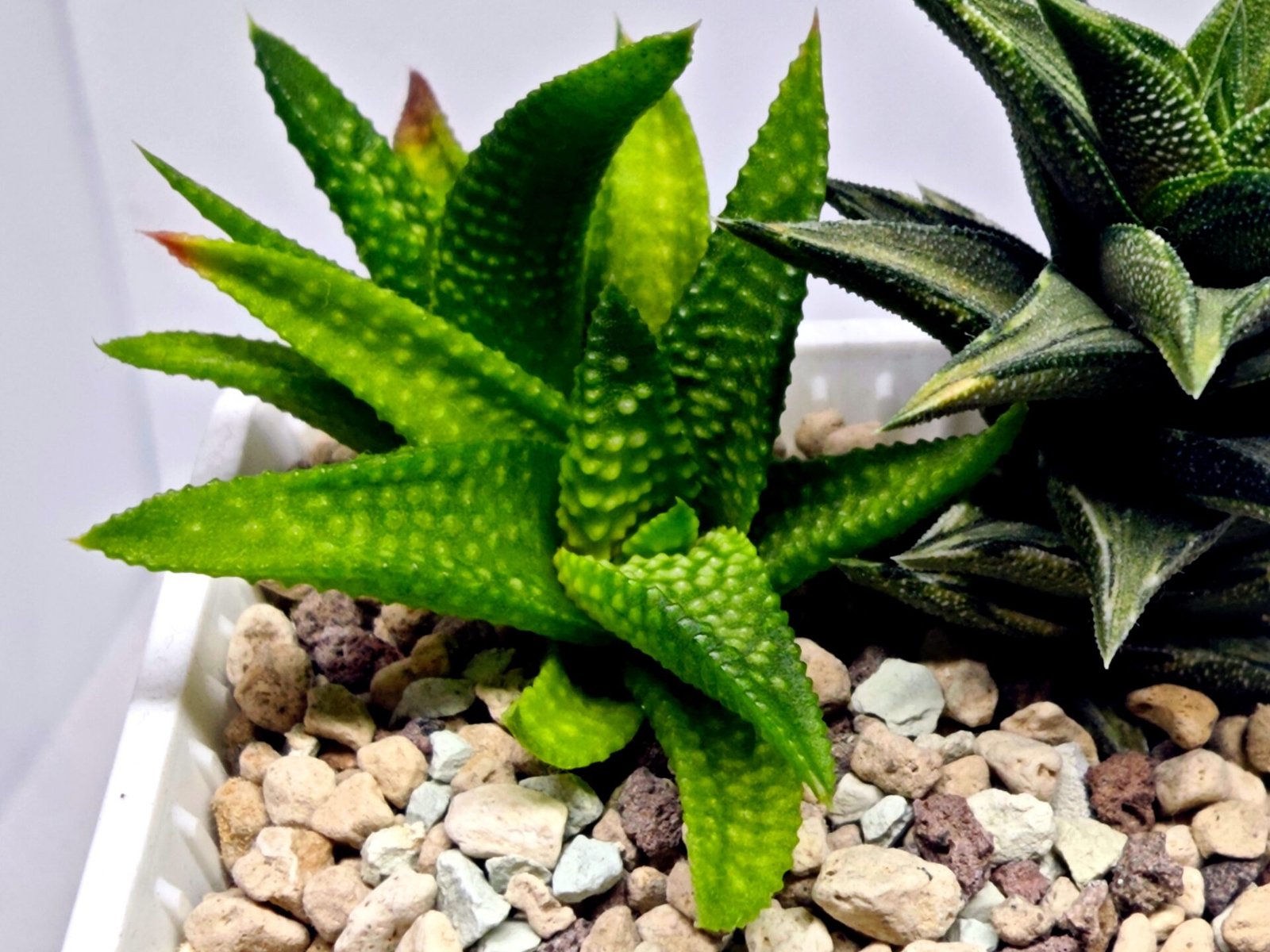 Haworthia cv. ‘Nagori Yuki’ (Pumila x Koelmaniorum) - 4
