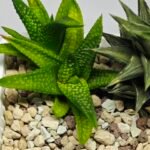 Haworthia cv. ‘Nagori Yuki’ (Pumila x Koelmaniorum) - 5