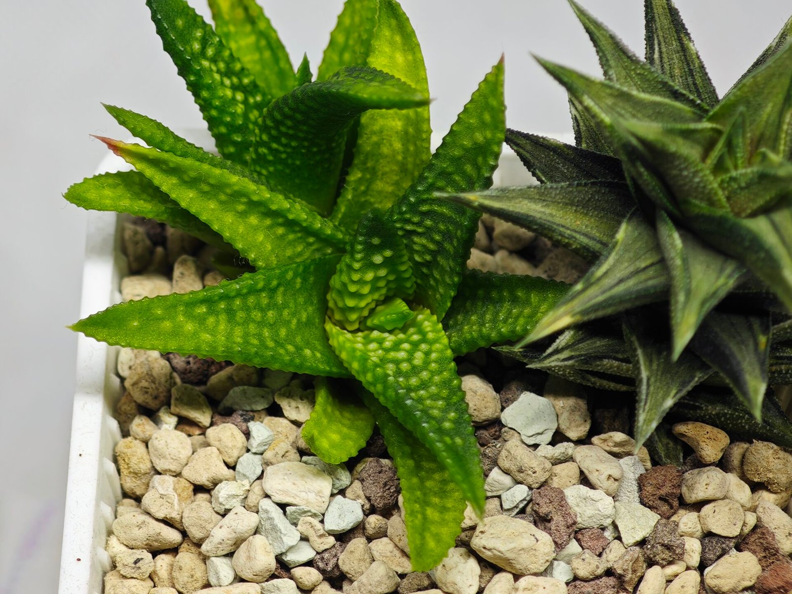 Haworthia cv. ‘Nagori Yuki’ (Pumila x Koelmaniorum) - 5