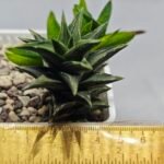 Haworthia Tortuosa cv. ‘Kotengu Nishiki’ Variegated - 1