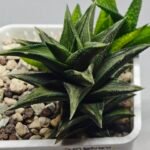 Haworthia Tortuosa cv. ‘Kotengu Nishiki’ Variegated - 2
