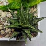 Haworthia Tortuosa cv. ‘Kotengu Nishiki’ Variegated - 3