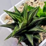 Haworthia Tortuosa cv. ‘Kotengu Nishiki’ Variegated - 4