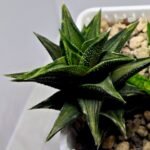 Haworthia Tortuosa cv. ‘Kotengu Nishiki’ Variegated - 5