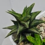 Haworthia Tortuosa cv. ‘Kotengu Nishiki’ Variegated - 6