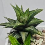 Haworthia Tortuosa cv. ‘Kotengu Nishiki’ Variegated - 7