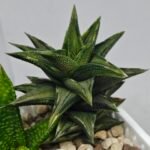 Haworthia Tortuosa cv. ‘Kotengu Nishiki’ Variegated - 8