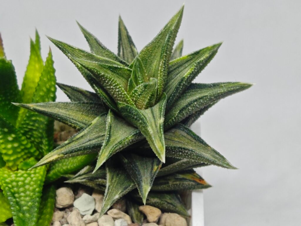 Home 5 Haworthia Tortuosa cv. ‘Kotengu Nishiki’ Variegated - 9