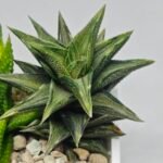 Haworthia Tortuosa cv. ‘Kotengu Nishiki’ Variegated - 9