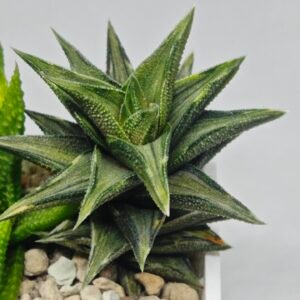 Haworthia Tortuosa cv. ‘Kotengu Nishiki’ Variegated - 9