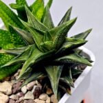 Haworthia Tortuosa cv. ‘Kotengu Nishiki’ Variegated - 10