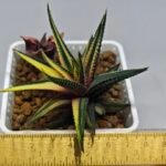 Haworthia Pumila Variegated - 1