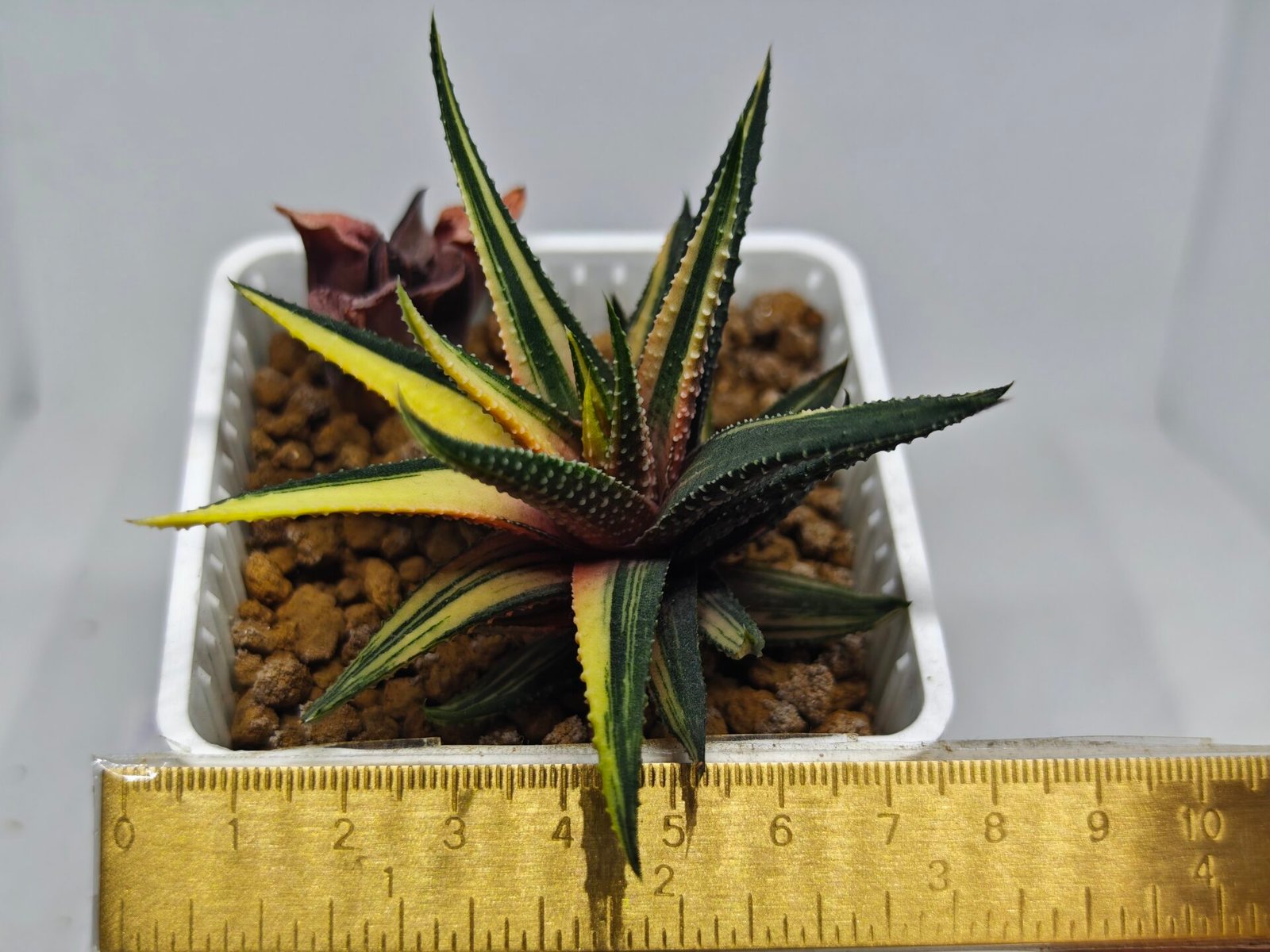 Haworthia Pumila Variegated - 1