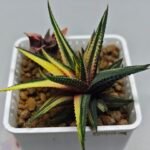 Haworthia Pumila Variegated - 2