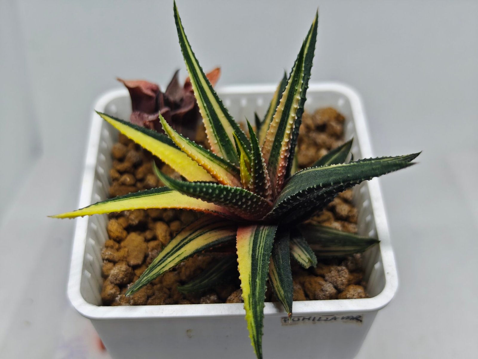 Haworthia Pumila Variegated - 2