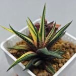 Haworthia Pumila Variegated - 3