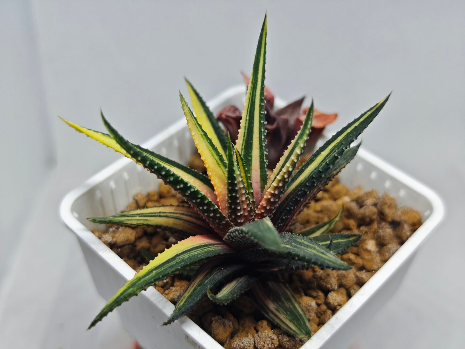 Haworthia Pumila Variegated - 3