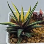 Haworthia Pumila Variegated - 4