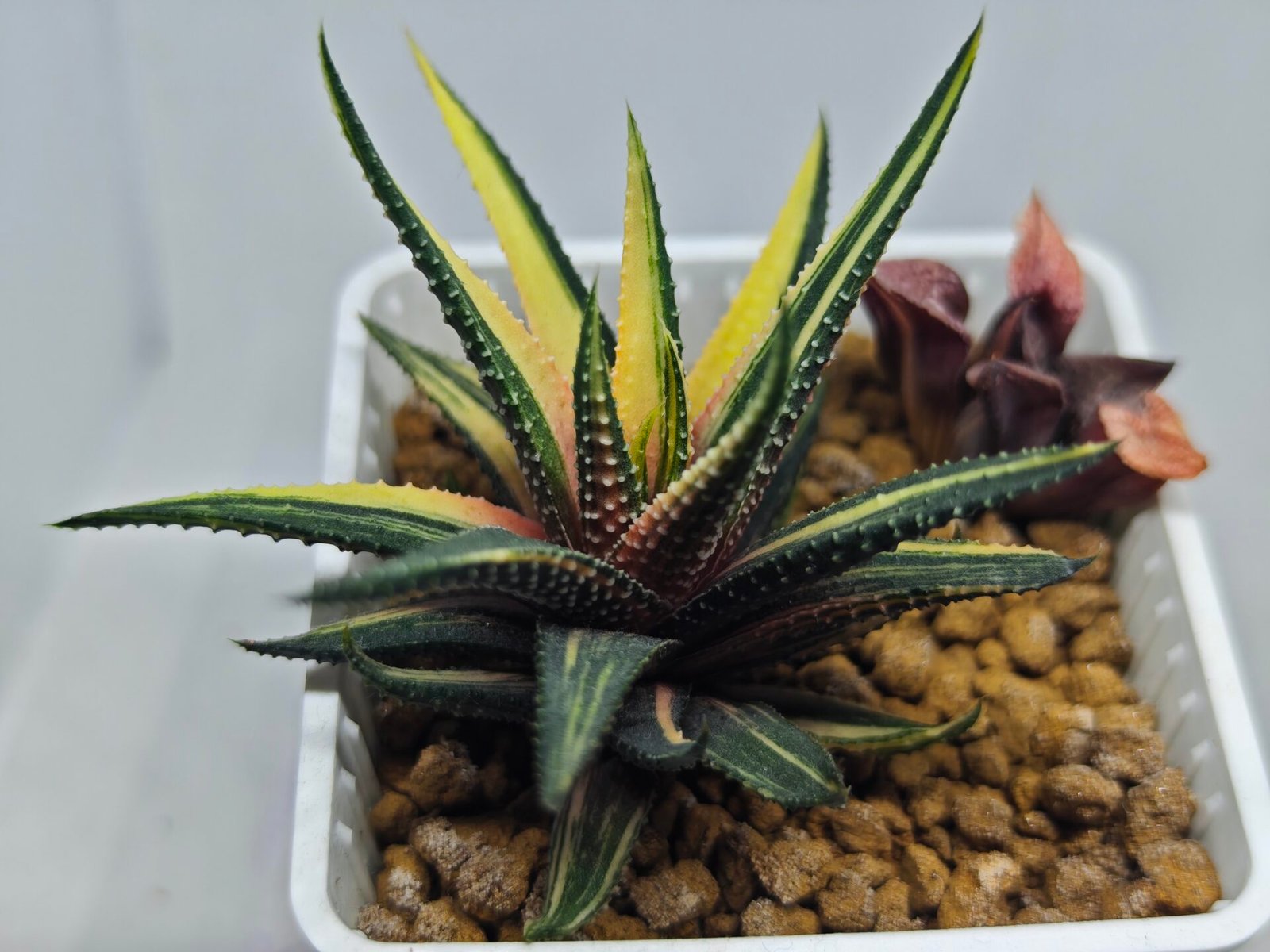 Haworthia Pumila Variegated - 4