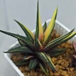 Haworthia Pumila Variegated - 5