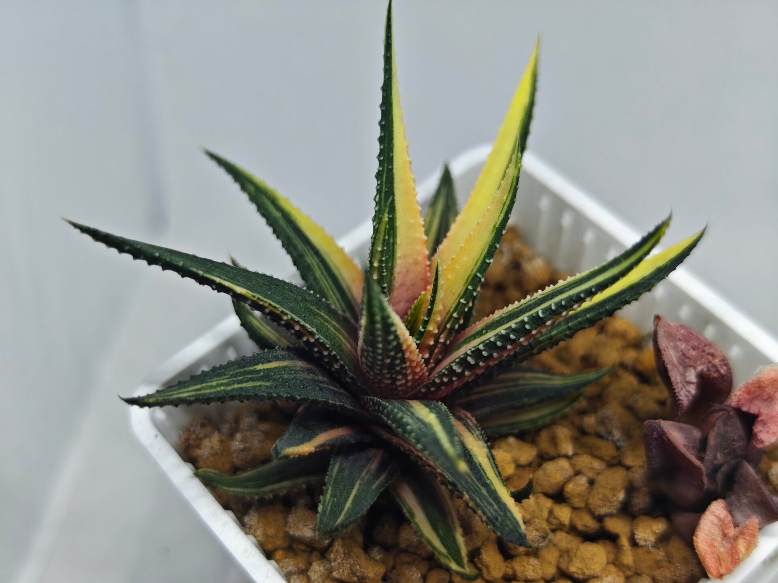 Haworthia Pumila Variegated - 5