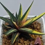 Haworthia Pumila Variegated - 6