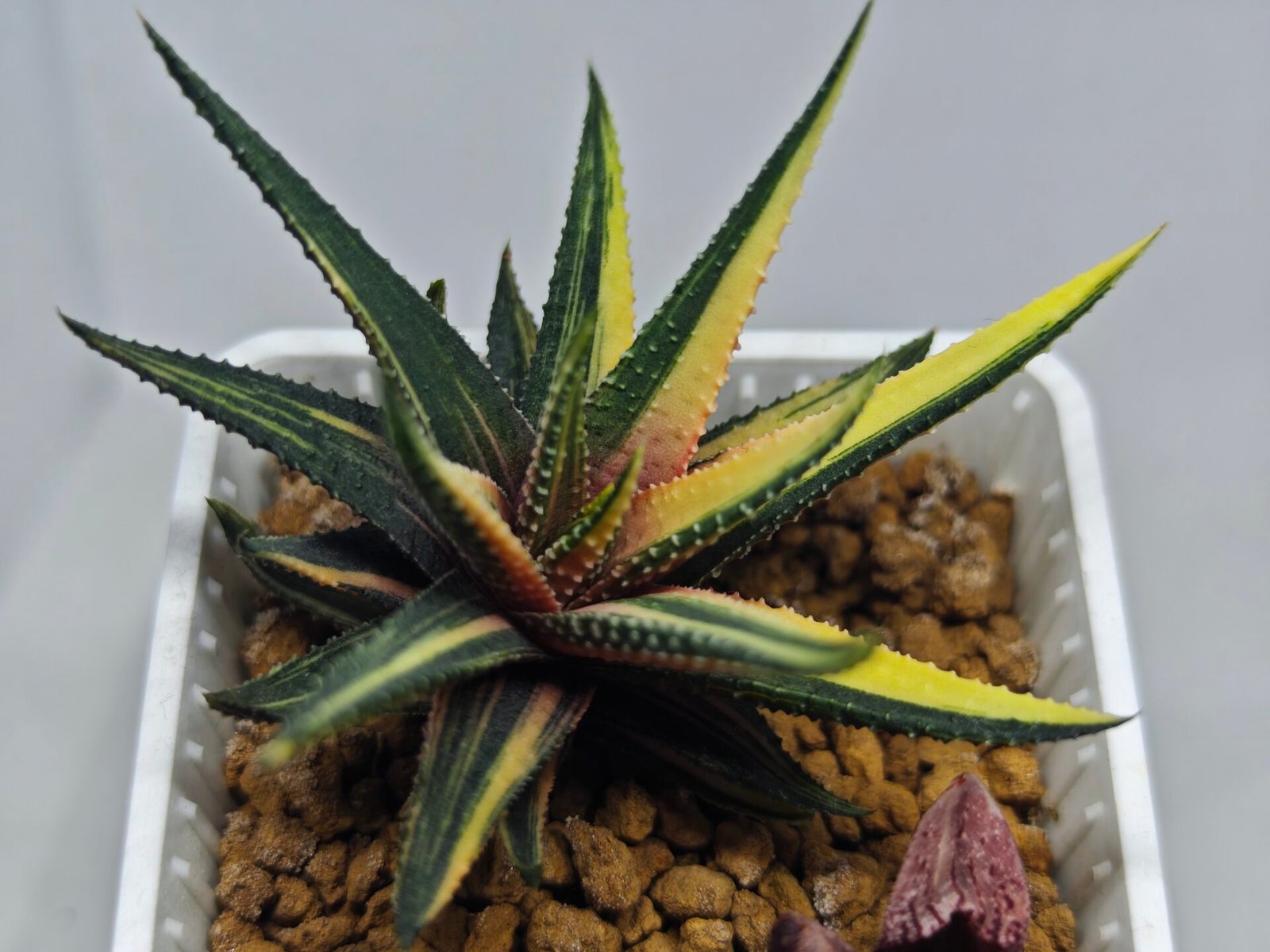 Haworthia Pumila Variegated - 6