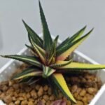 Haworthia Pumila Variegated - 7