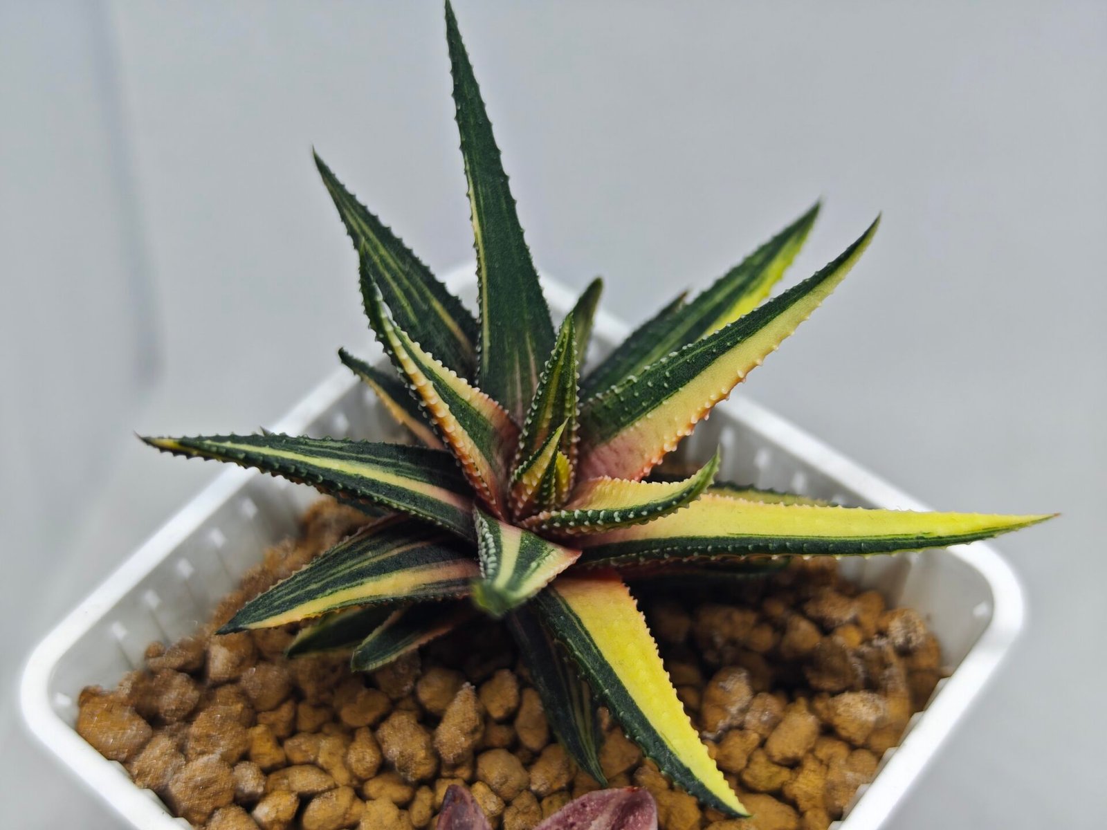 Haworthia Pumila Variegated - 7